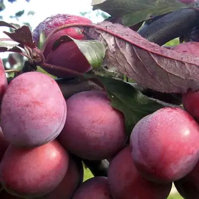 Слива ПАННА в Солигорске