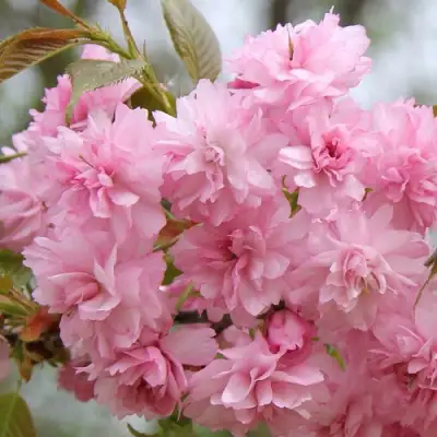 Сакура РОЗЕА ПЛЕНА в Солигорске