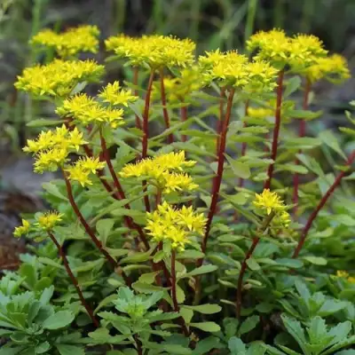 Очиток (седум) ИММЕРГРЮНХЕН в Солигорске