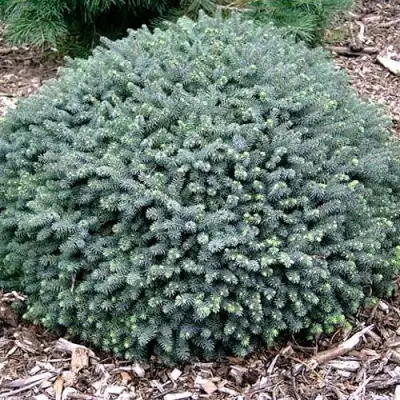 Ель ЭХИНИФОРМИС сизая в Солигорске