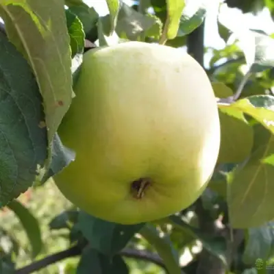 Яблоня АНТОНОВКА ОБЫКНОВЕННАЯ в Солигорске