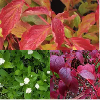 Комплект СЕВЕРНОЕ СИЯНИЕ в Солигорске