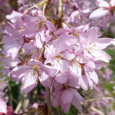 Сакура ПЕНДУЛА РУБРА в Солигорске