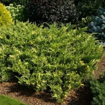 Можжевельник ВАРИЕГАТА казацкий  в Солигорске