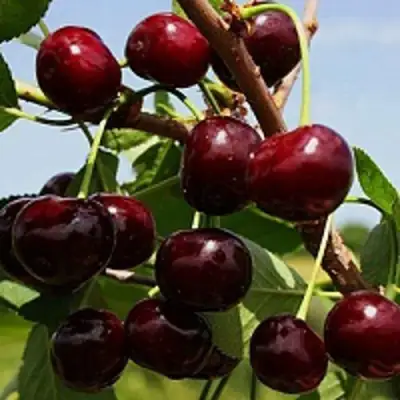 Вишня РОВЕСНИЦА в Солигорске