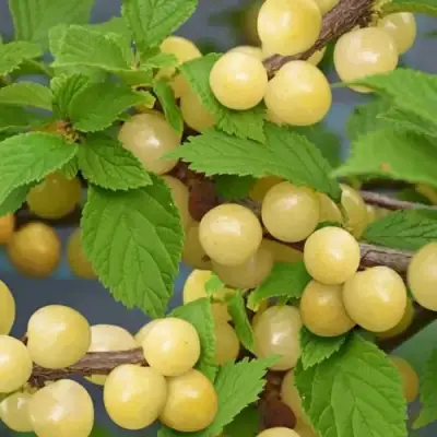 Вишня СНЕВИТ войлочная в Солигорске