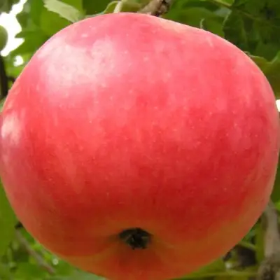 Яблоня СУЙСЛЕПСКОЕ (МАЛИНОВКА) в Солигорске