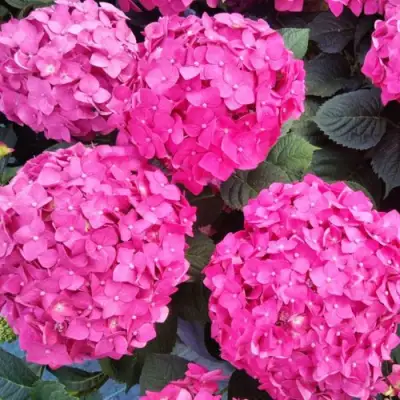 Гортензия ЭНДЛЕСС САММЕР ЛАВ крупнолистная в Солигорске