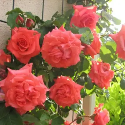 Роза ДИ ДИ БРИДЖУОТЕР плетистая в Солигорске