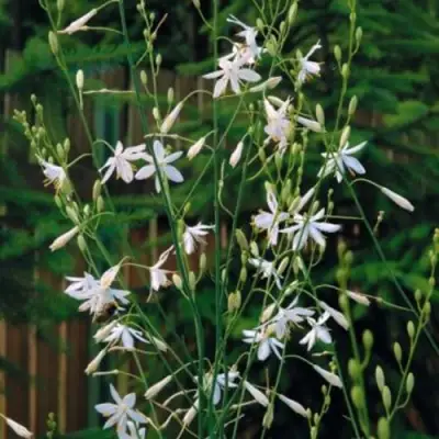 Венечник ветвистый в Солигорске