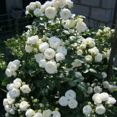 Роза АРТЕМИС шраб в Солигорске