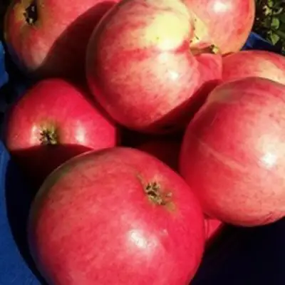 Яблоня СУЙСЛЕПСКОЕ (МАЛИНОВКА) в Солигорске