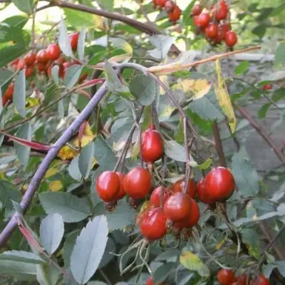 Роза сизая в Солигорске