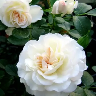 Роза ВАЙТ МЕЙДИЛАНД почвопокровная в Солигорске