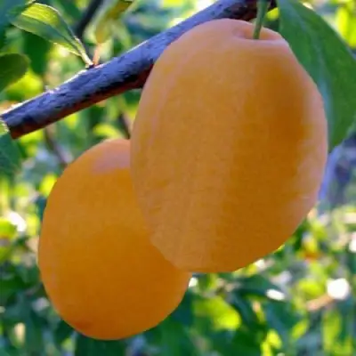 Слива НАТАША в Солигорске