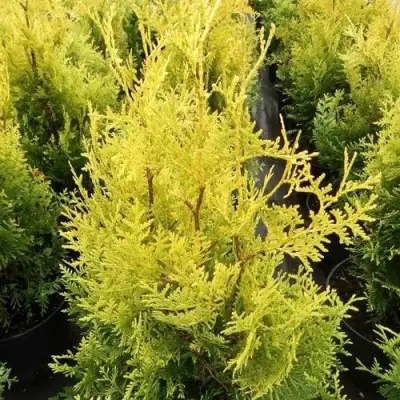 Туя ГОЛДЕН БРАБАНТ западная в Солигорске