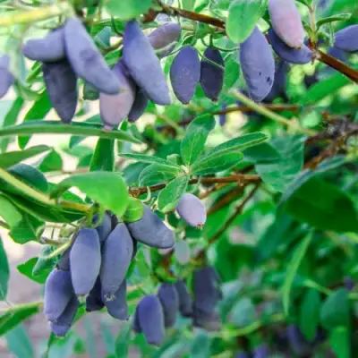 Жимолость съедобная БЛЮ БАНАНА (ГОЛУБОЙ БАНАН) в Солигорске