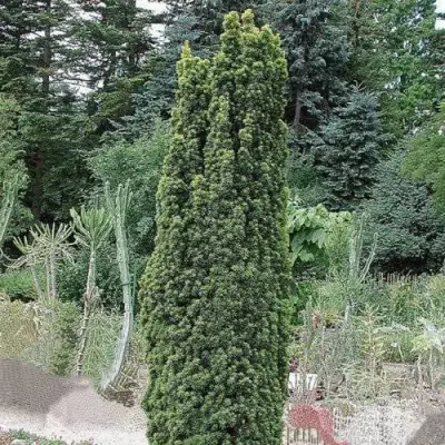 Тис ФАСТИГИАТА РОБУСТА  ягодный  в Солигорске