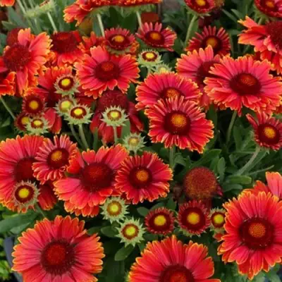 Гайлардия АРИЗОНА РЕД ШЕЙДС в Солигорске