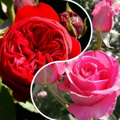 Комплект РОМАНТИЧЕСКИЙ БУКЕТ в Солигорске