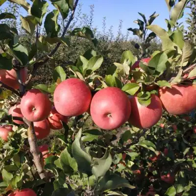 Яблоня ЧЕМПИОН РЕНО в Солигорске
