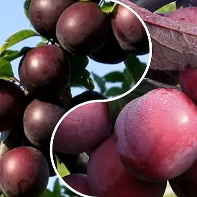 Комплект ИЗЮМИНКА САДА в Солигорске