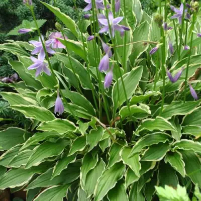 Хоста СТИЛЕТТО гибридная в Солигорске