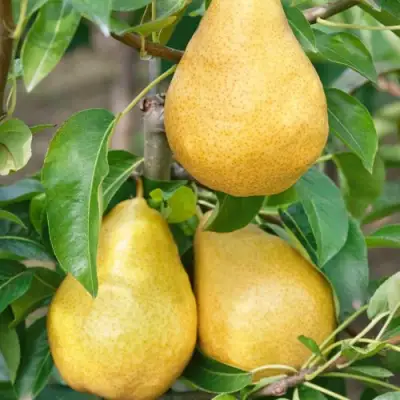 Груша ДЮШЕС ЛЕТНИЙ в Солигорске