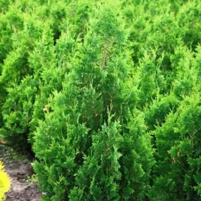 Туя СПИРАЛИС западная в Солигорске