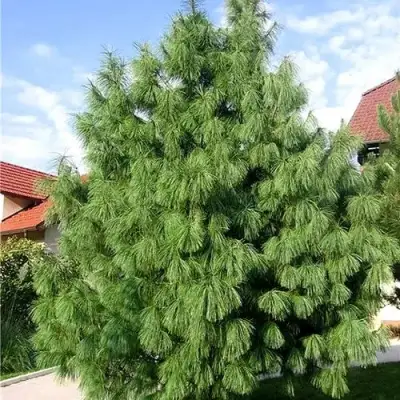 Сосна гриффита в Солигорске