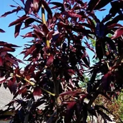 Персик БУРГУНДИ краснолистный в Солигорске