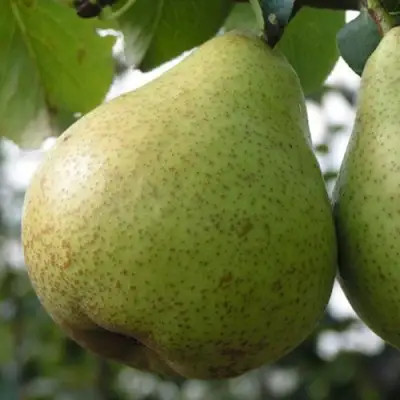 Груша ПЛАТОНОВСКАЯ в Солигорске