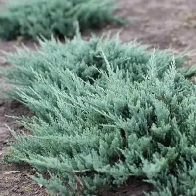 Можжевельник БЛЮ ЧИП горизонтальный  в Солигорске