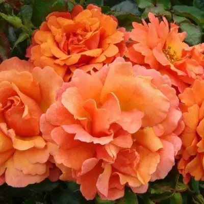 саженцы розы Бридж Оф Сайз