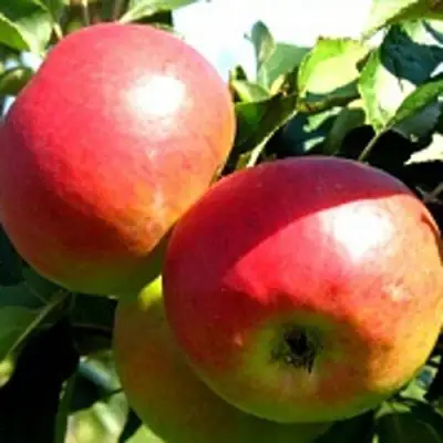 Яблоня СОКОЛОВСКОЕ стелющаяся в Солигорске