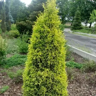 Можжевельник ГОЛД КОН обыкновенный в Солигорске