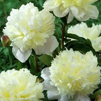 Пион ЛАУРА ДЕСЕРТ травянистый в Солигорске