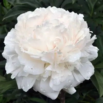 Пион БРАЗЕР ЧАК травянистый в Солигорске