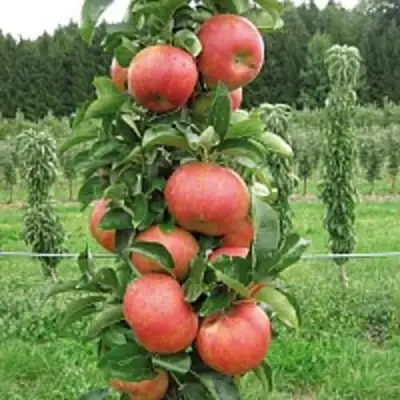 Яблоня ЯНТАРНОЕ ОЖЕРЕЛЬЕ колонновидная в Солигорске
