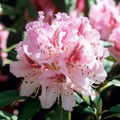 Рододендрон ЧИР в Солигорске