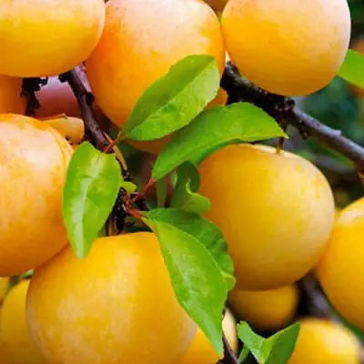 Слива МЕДОВАЯ ЖЁЛТАЯ в Солигорске