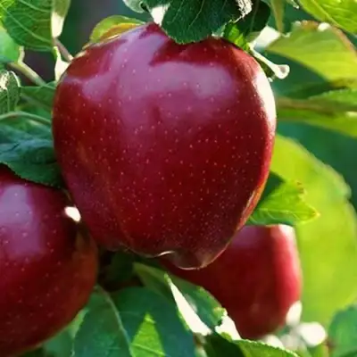 Яблоня РЕД ЧИФ в Солигорске