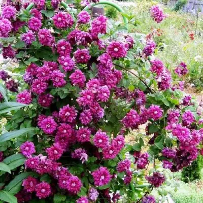 Клематис ПУРПУРЕА ПЛЕНА ЭЛЕГАНС в Солигорске