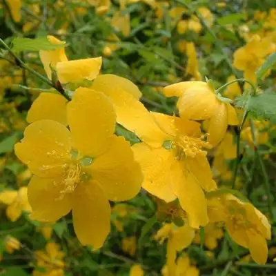 Керрия японская ГОЛДЕН ГИНЕЯ в Солигорске