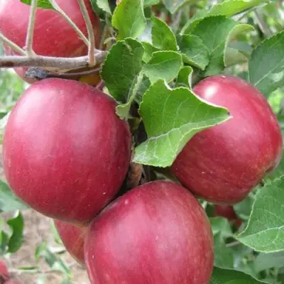 Яблоня МОСКОВСКОЕ ОЖЕРЕЛЬЕ колонновидная в Солигорске