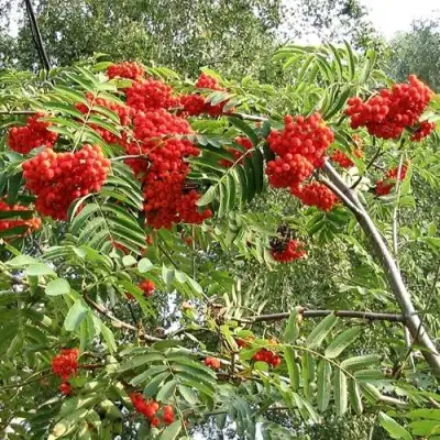 Рябина САХАРНАЯ ПЕТРОВА сладкоплодная в Солигорске