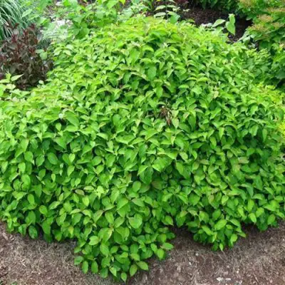 Дерен КЕЛСЕИ шелковистый  в Солигорске