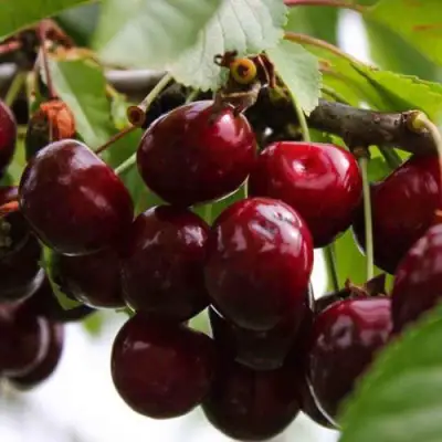 Вишня НОВОДВОРСКАЯ в Солигорске