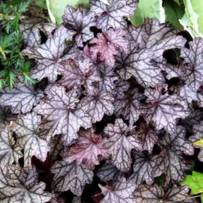 Гейхера ШУГА ФРОСТИНГ в Солигорске