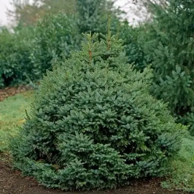 Ель НАНА сербская в Солигорске